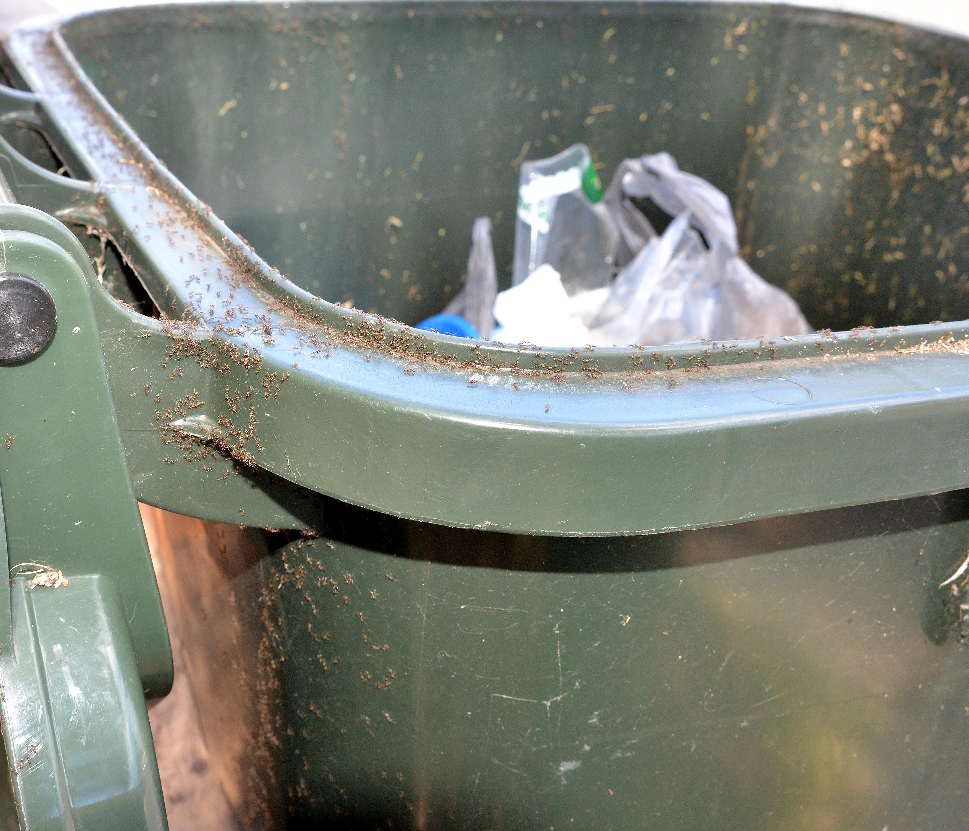 Green bin with ants over it