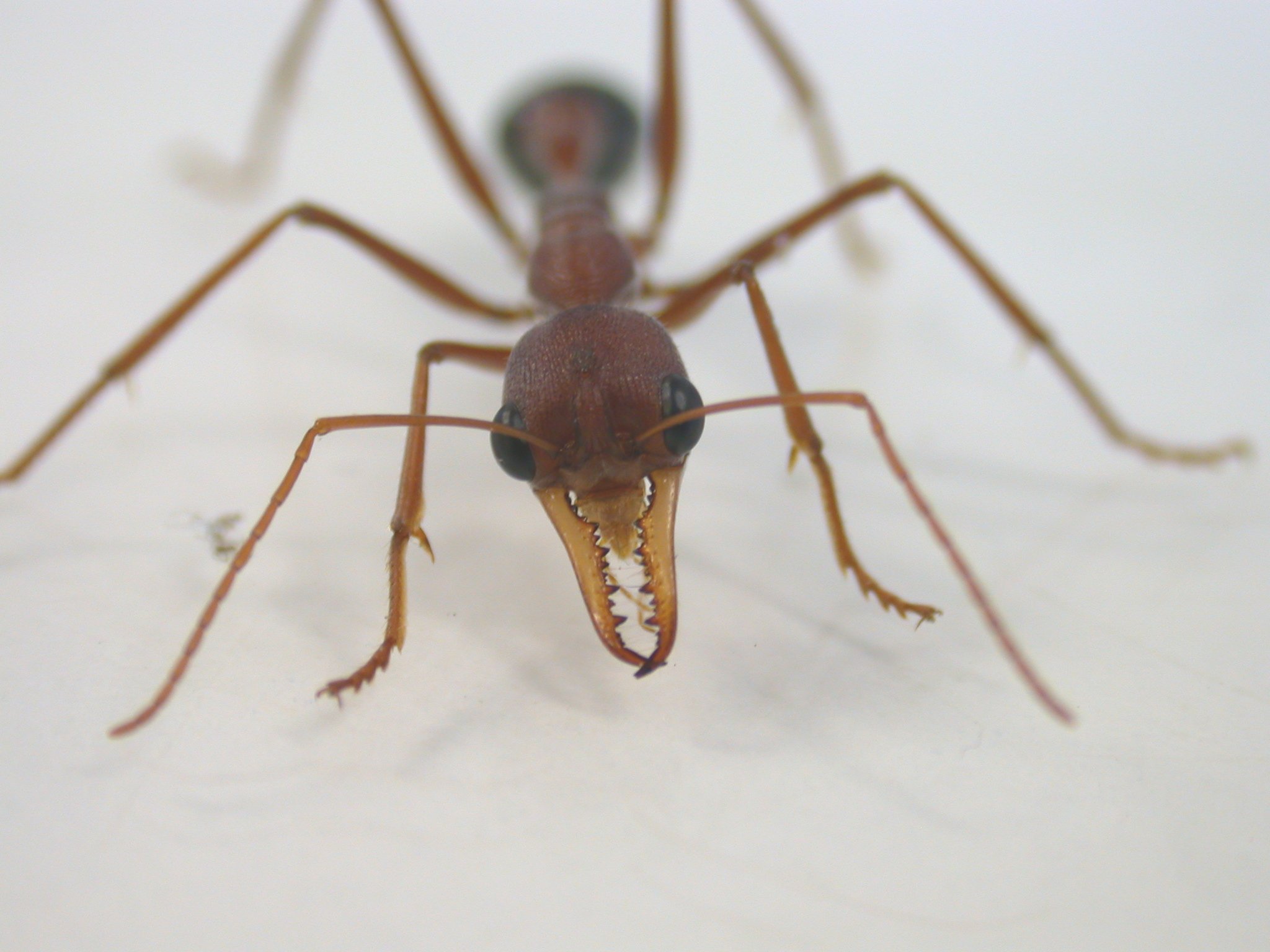 Bull ant