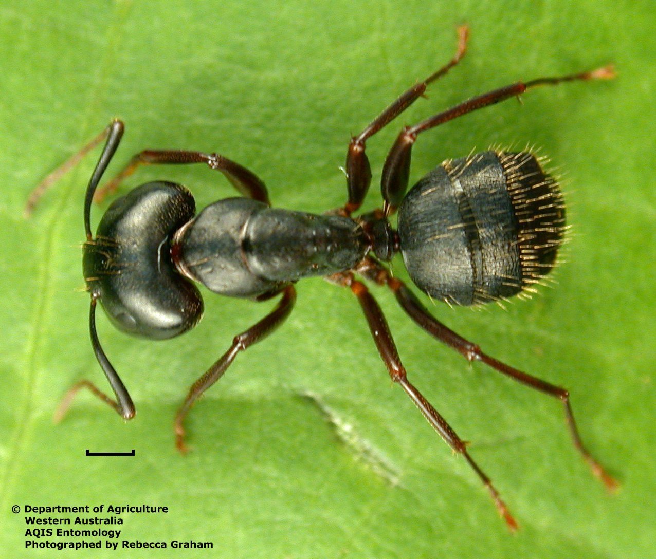 Night or nocturnal ant