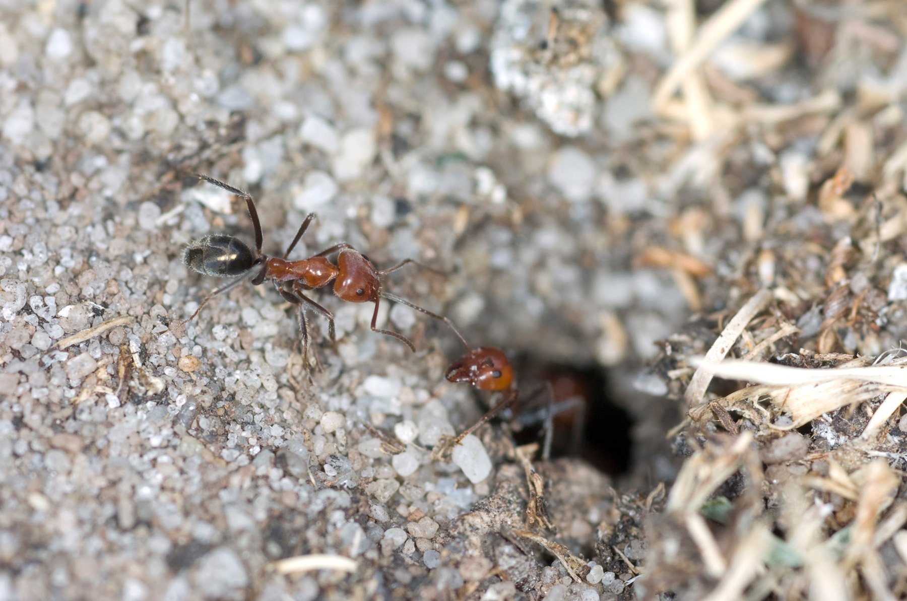 Odorous garden ant