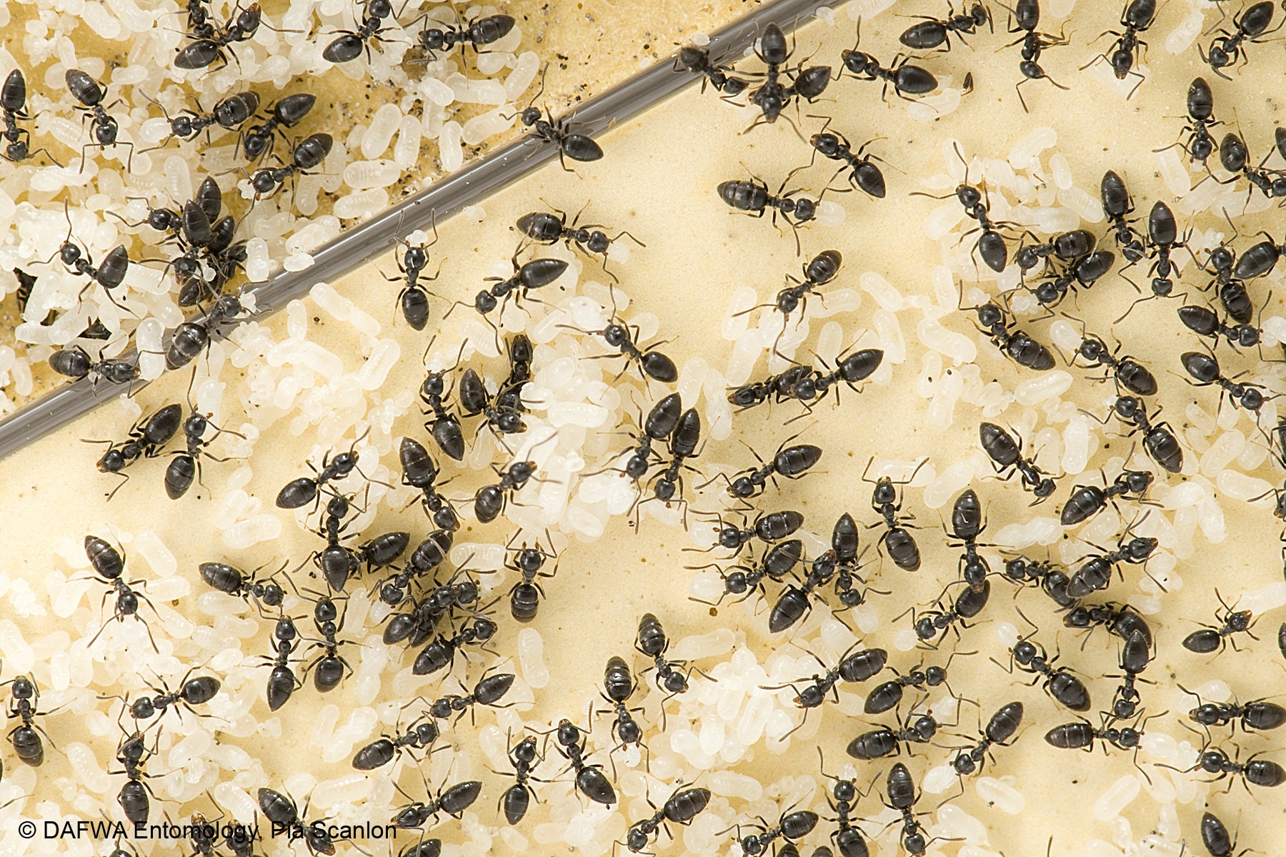 White footed house ant