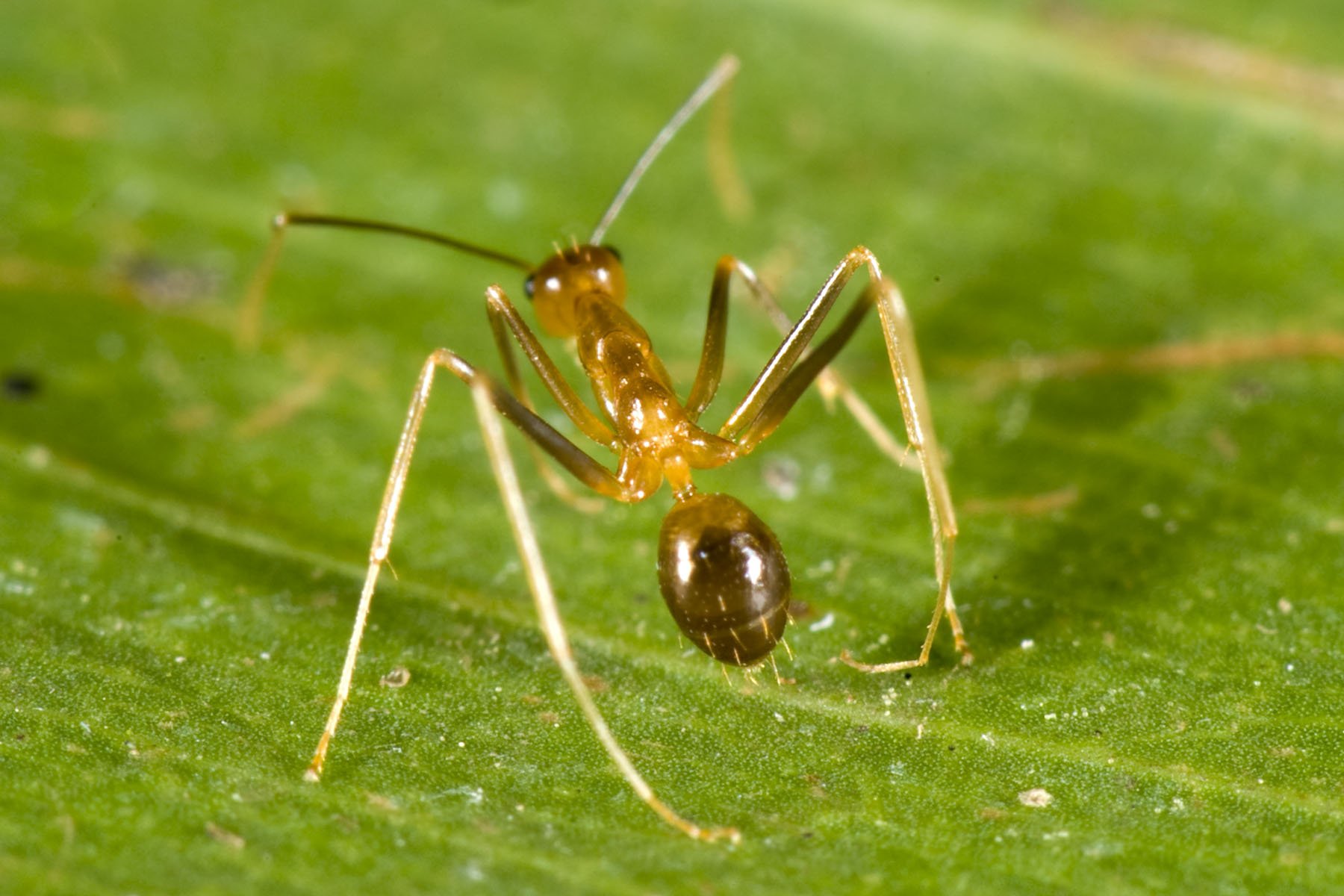 Yellow crazy ant