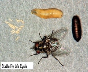 stable fly development stages