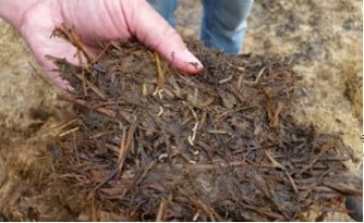 Stable fly larvae in rotting hay