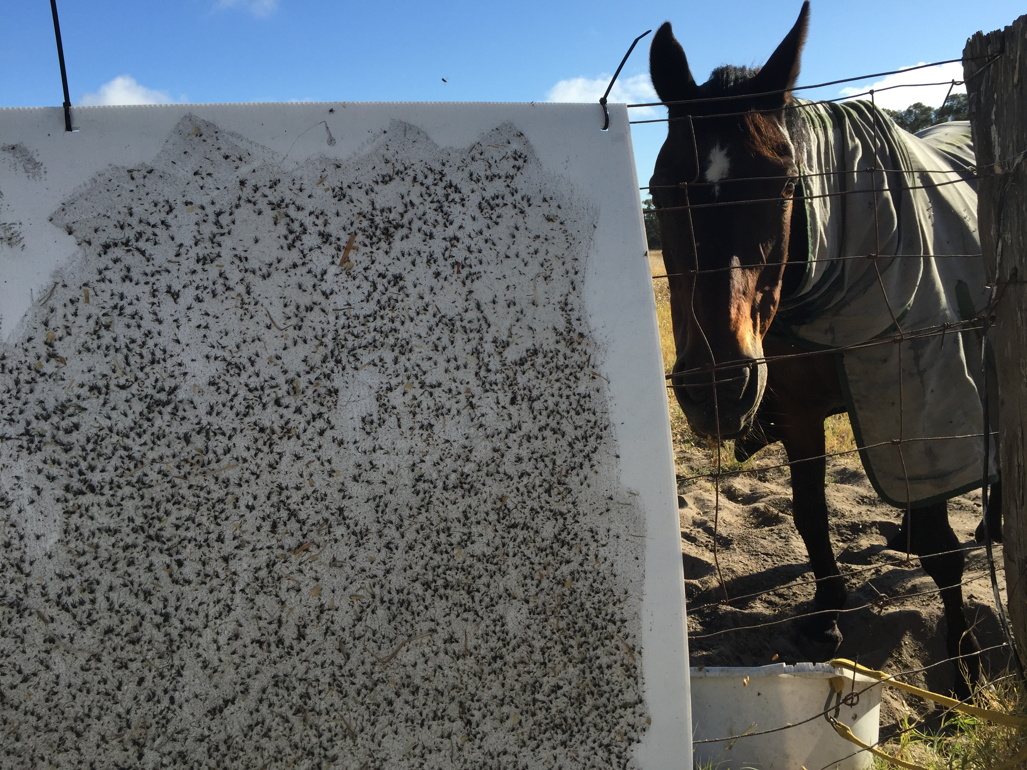 Stable fly trap