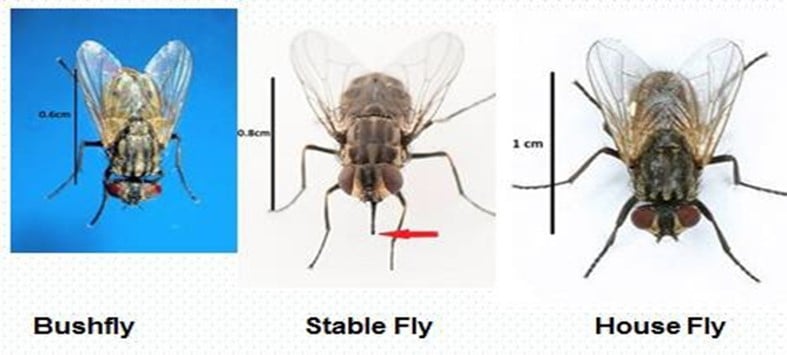 Bush fly, stable fly and house fly