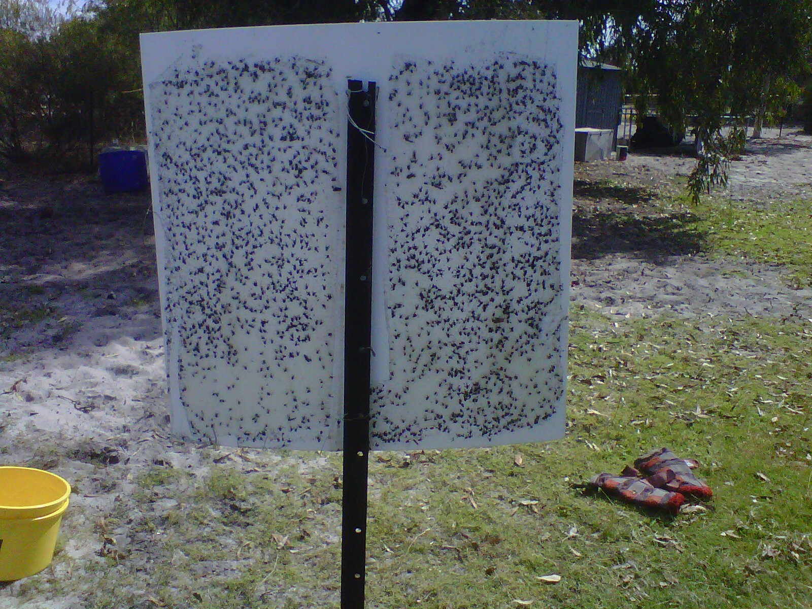 sticky stable fly trap