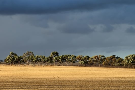 paddock with sheep and grey clouds in background